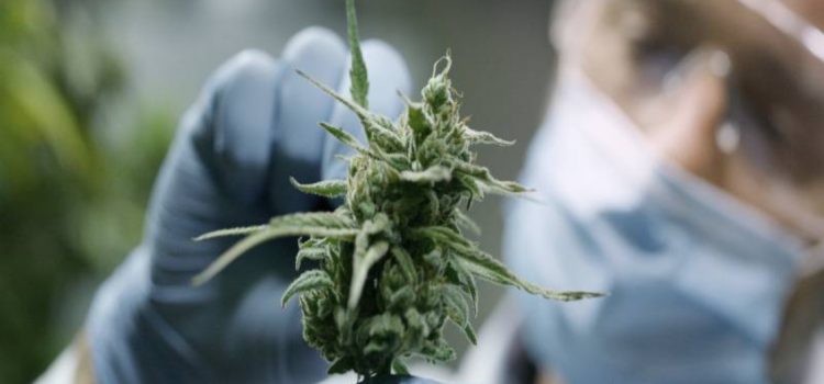 the-top-5-discoveries-in-cannabis-science-of-2019