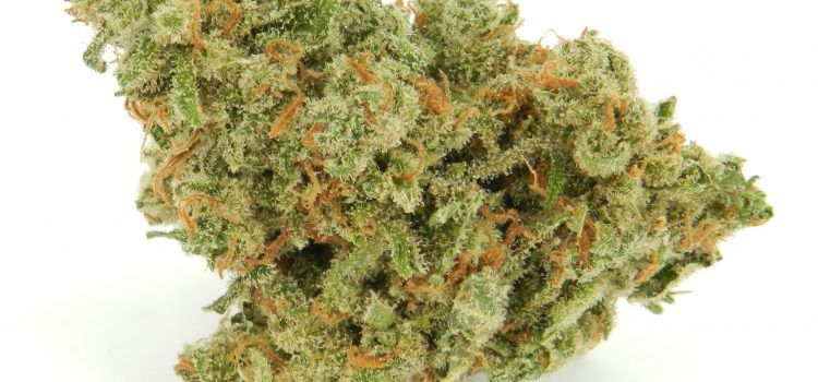WEED STRAINS FOR LOSING WEIGHT!