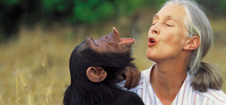 legendary-scientist-jane-goodall-joins-the-cbd-game-to-save-the-rainforests