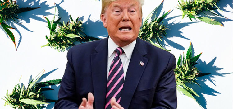 trump-administration-secretly-blocked-us-weed-research-for-years,-memo-shows