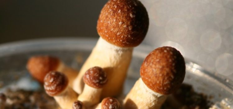 researchers-are-now-investigating-if-psilocybin-can-help-treat-chronic-pain