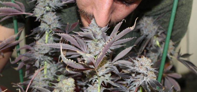 a-canadian-town-just-proposed-a-new-law-to-ban-the-dank-smell-of-weed