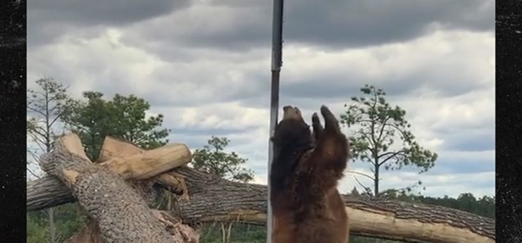 bear-pole-dances-in-hilarious-video