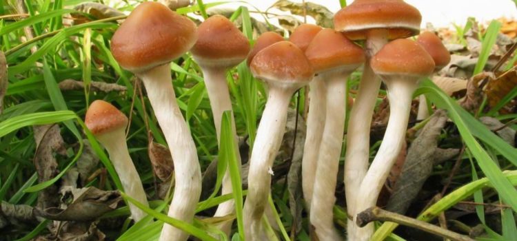 53%-of-people-familiar-with-psychedelics-want-legal-psilocybin,-survey-says