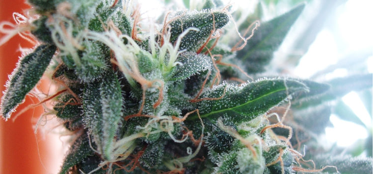 what-is-“white-widow”-weed-and-why-is-the-strain-so-popular-in-amsterdam?
