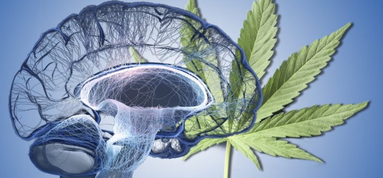 consuming-pharmaceutical-thc-may-help-treat-alzheimer’s-symptoms,-study-says