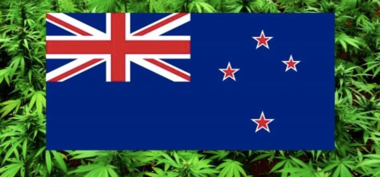56%-of-new-zealanders-say-they-will-vote-in-favor-of-adult-use-weed-legalization