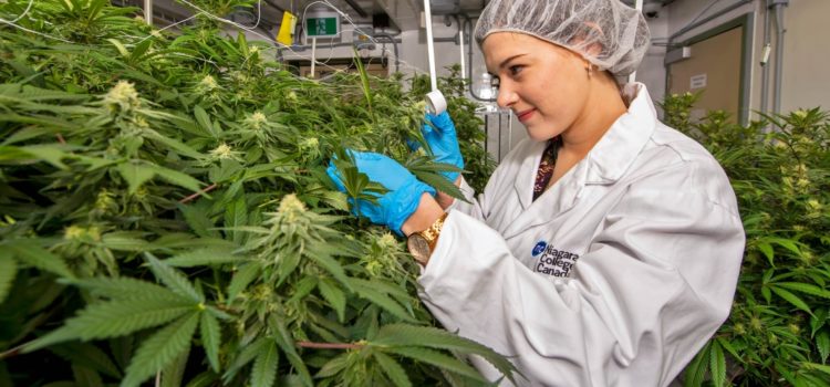 weed-industry-workers-are-estimated-to-outnumber-computer-programmers-by-end-of-2020