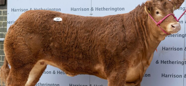 cow-named-after-posh-spice-breaks-world-sale-record