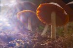 new-jersey-reduces-penalties-for-psilocybin-possession