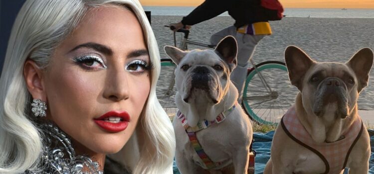 lady-gaga's-alleged-dognappers-arrested-for-attempted-murder,-robbery