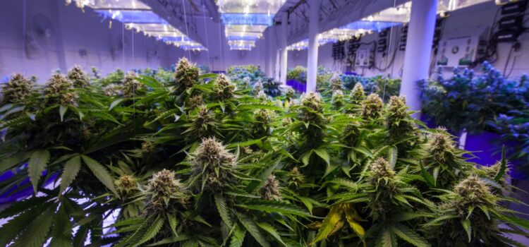 michigan:-former-flint-police-academy-may-become-new-cannabis-grow-op