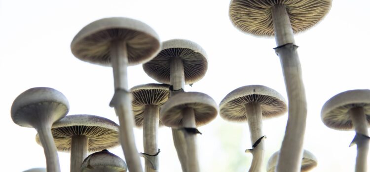 utah-lawmaker-files-bill-to-explore-therapeutic-use-of-psychedelics