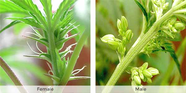 Male and female marijuana plant
