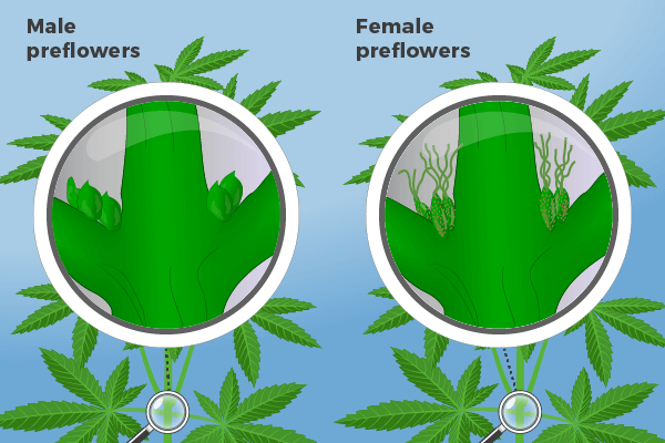 Male vs Female marijuana plants