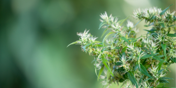 cannabis flowering stage