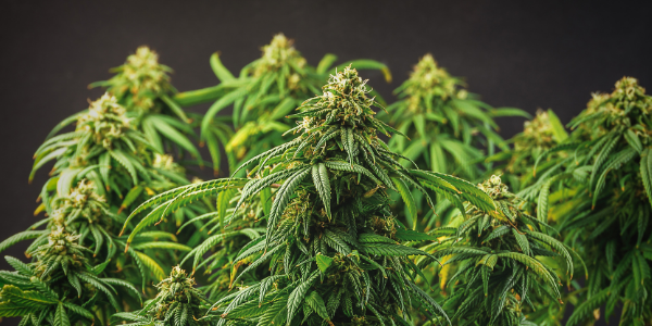 High Yield Marijuana made by schwazzing