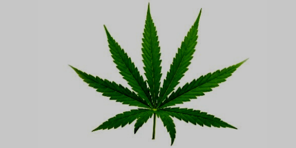Hybrid Cannabis Leaf