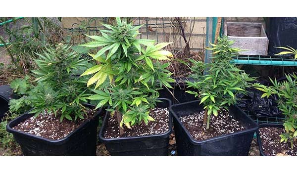 outdoor autoflower marijuana plants in a small secure pot