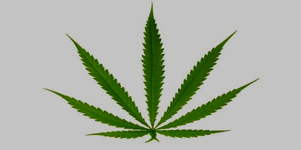 Sativa Cannabis Leaf