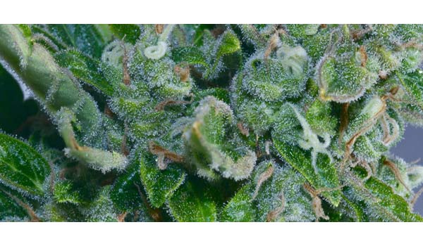what is a autoflowering marijuana plant?
