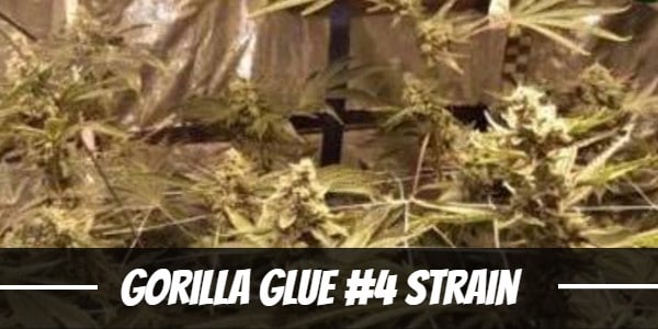 Gorilla-Glue-Strain