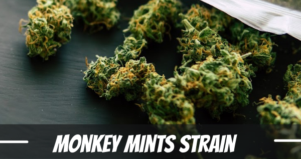 Monkey Mints strain