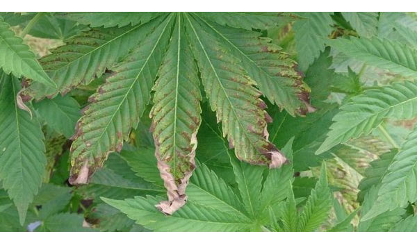 Nutrient burn on marijuana plants