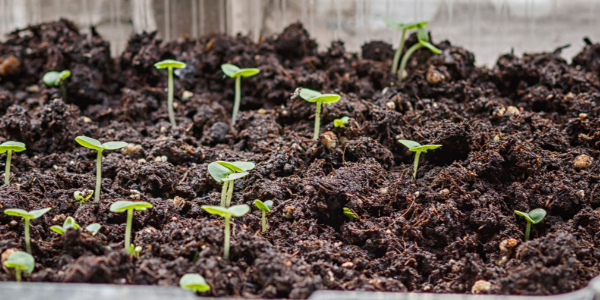 Soil based marijuana growing