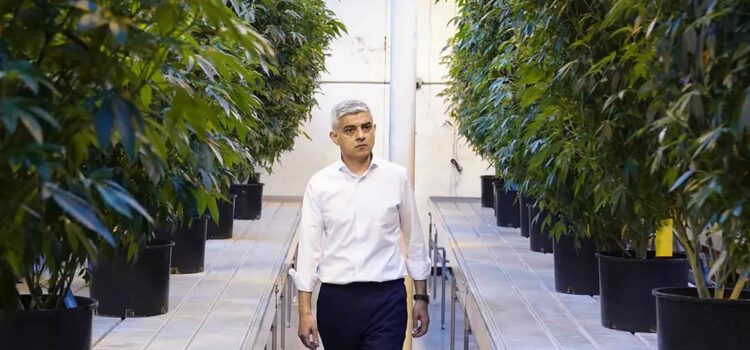 london-drug-commission-to-explore-cannabis-decriminalisation