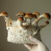 Oregon Unveils Rules For New Psilocybin Therapy Program