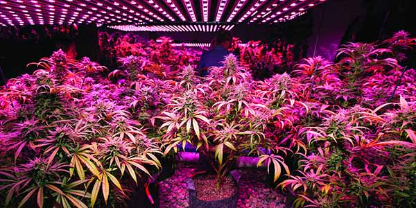 marijuana grow lights