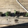 Oregon Law Enforcement Seizes Illegal Cannabis Plants, Leaves Four Plants Behind