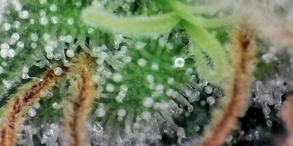 When Should You Harvest Trichomes
