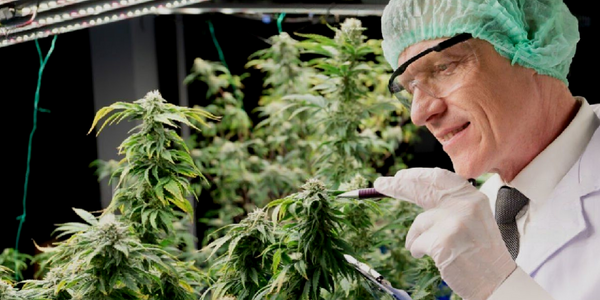 A man crossbreeding marijuana plants