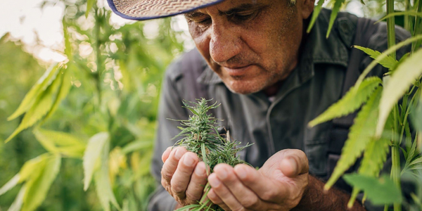 a man growing marijuana plant