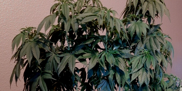 Autoflowering marijuana plant not flowering
