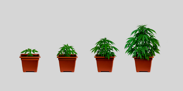 Cannabis grow stages