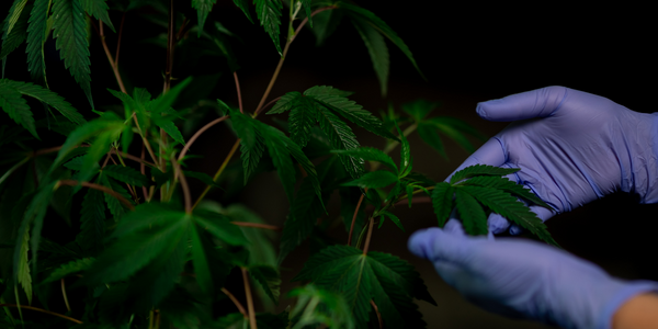 Fertilizing Female marijuana plant for crossbreeding