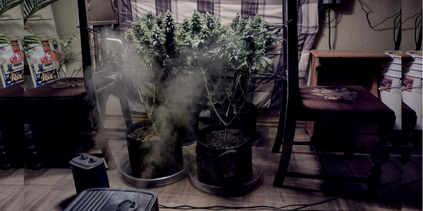 Growing marijuana indoors with PGR's