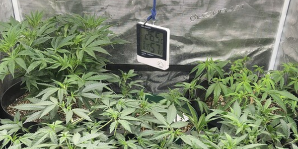 Growing Mac and Cheese Cannabis strain indoors