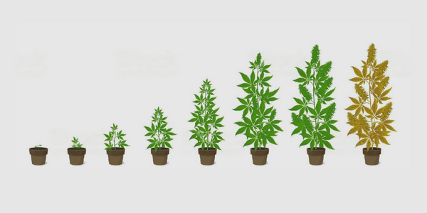 Autoflower marijuana plant growing cycle