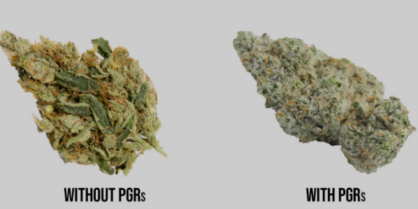 PGR cannabis comparison 