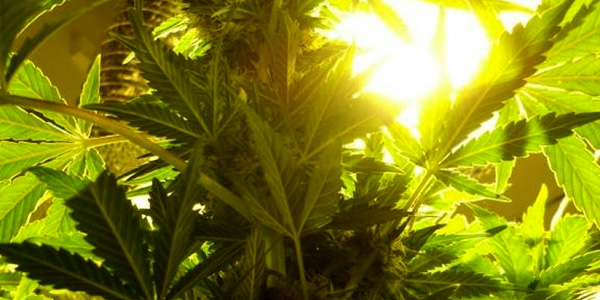 Grow lights for marijuana plants