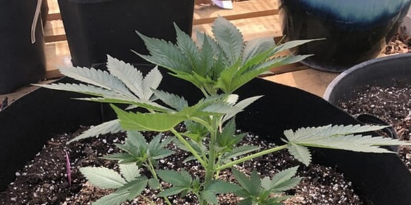Week 4 cannabis vegetative stage