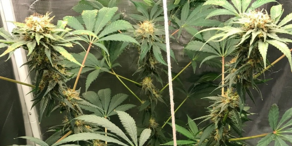 week 8 to 10 cannabis flowering