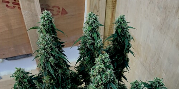 Week 9 to 11 of cannabis plant flowering