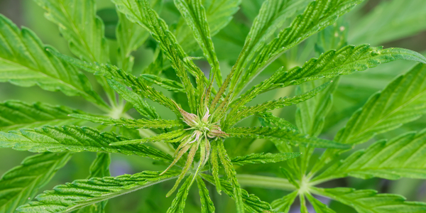 cannabis strain flowering