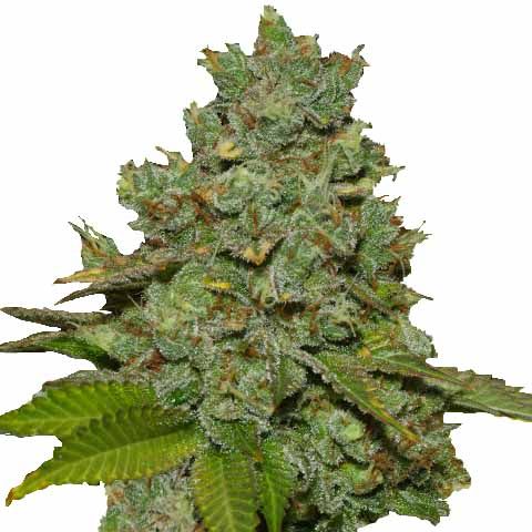 Do-si-dos marijuana strain