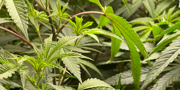 Growing Bubba Fett cannabis strain outdoors
